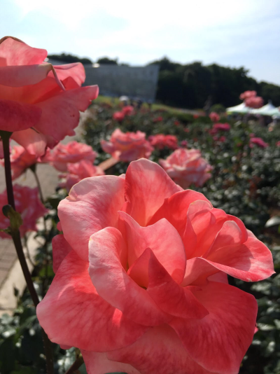 バラフェスタ下見⑤